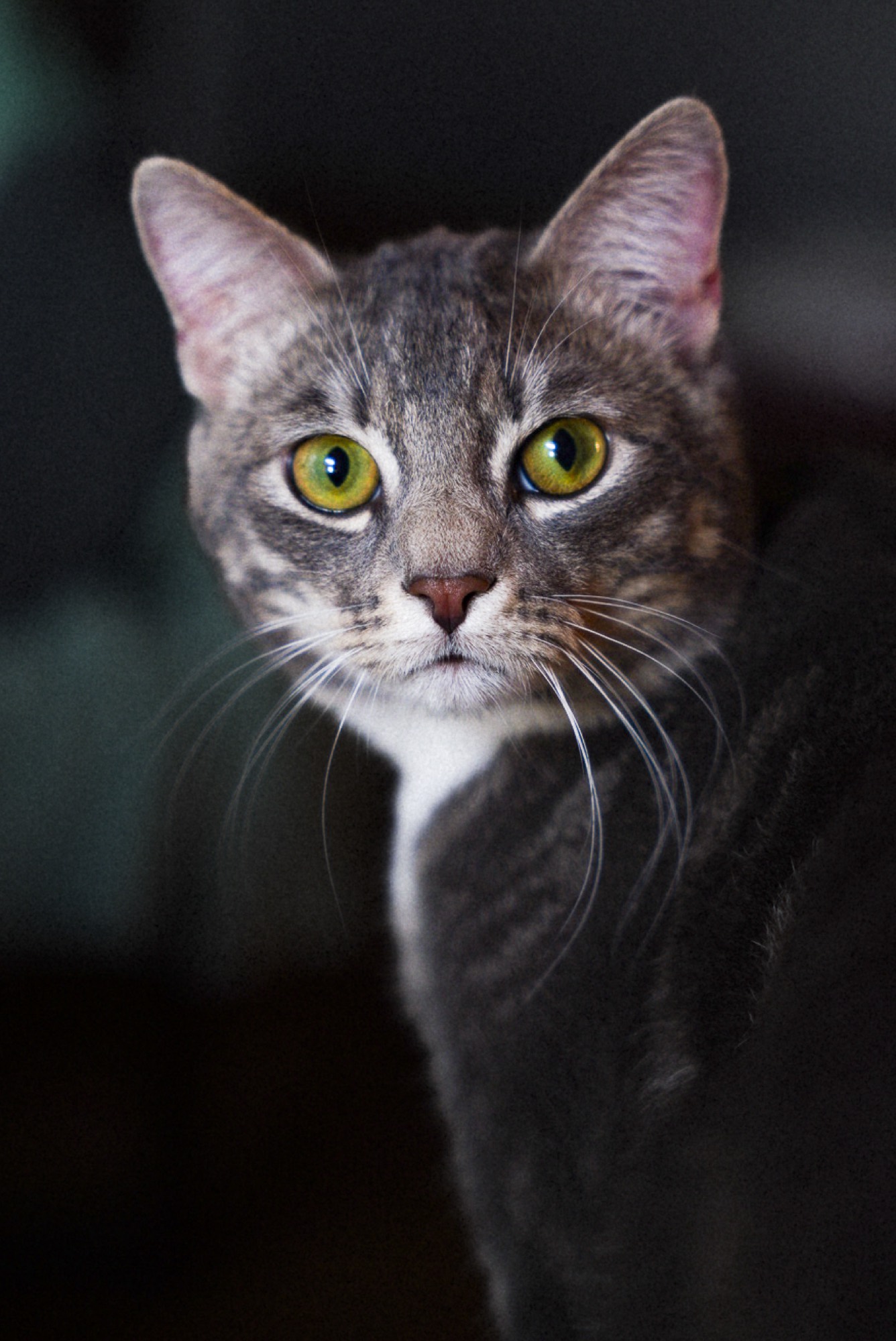 Cats